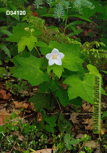 Thimbleberry (Rubus parviflorus)